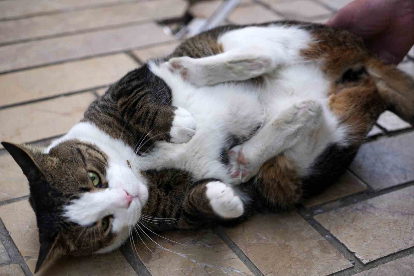 Çarşının 10 kiloluk Prens’i
