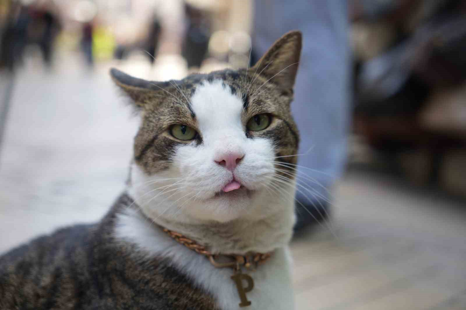 Çarşının 10 kiloluk Prens’i
