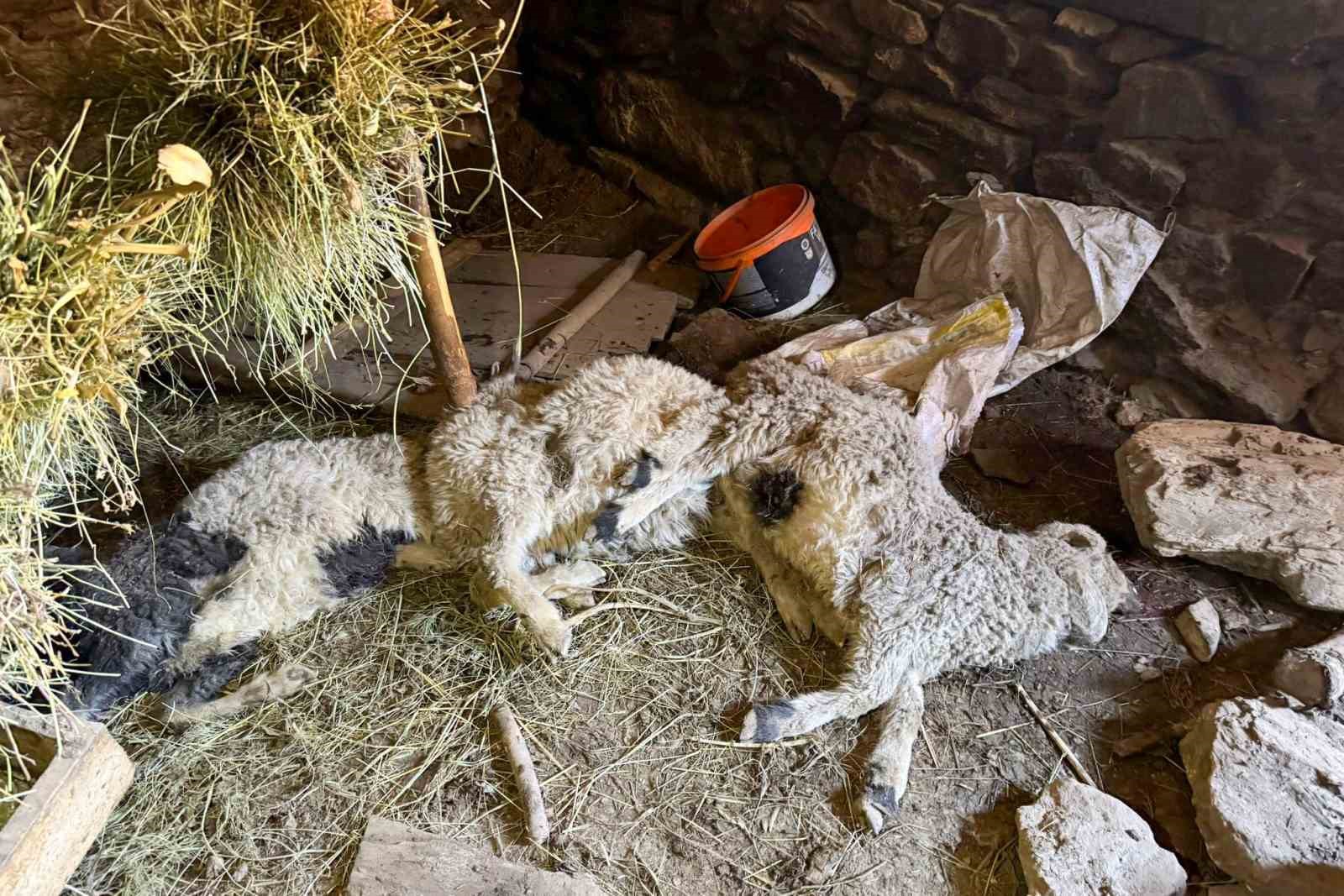 Çatak’ta ahır çöktü: 50 kuzu göçük altında kaldı
