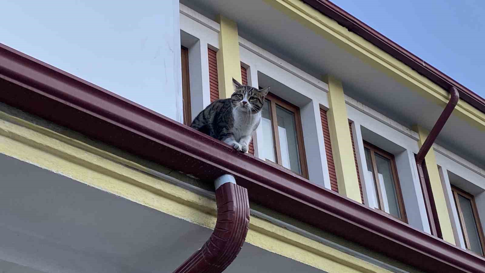 Çatıda mahsur kalmış gibi bağırıp gençlerle oynayan kedi yine aynısını yaptı

