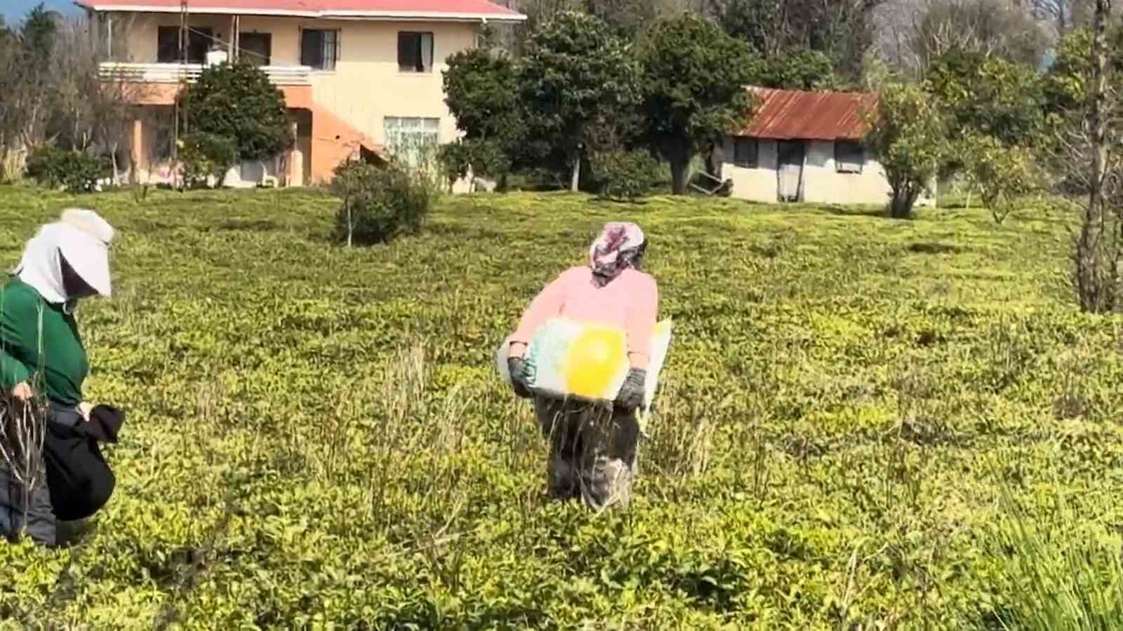 Çay üreticileri yeni sezona hazırlanıyor
