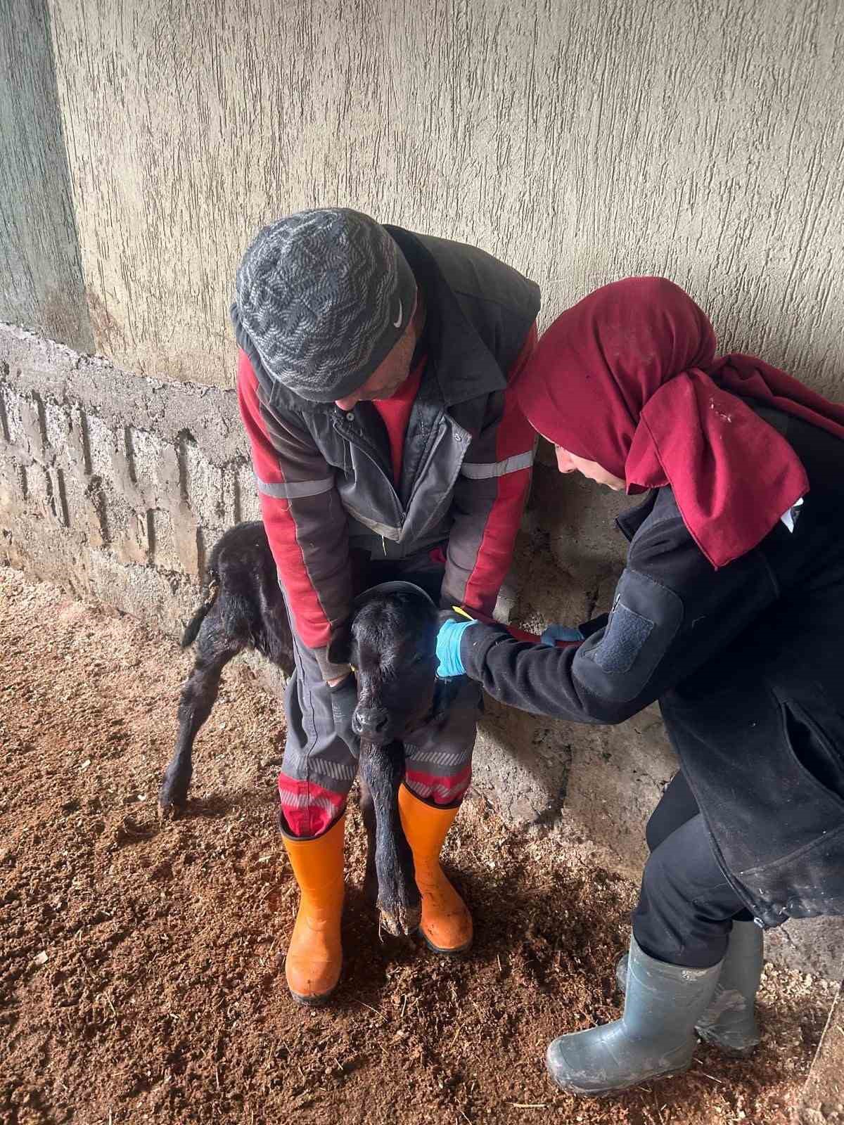 Çaycuma’da yeni doğan buzağılar kayıt altına alındı
