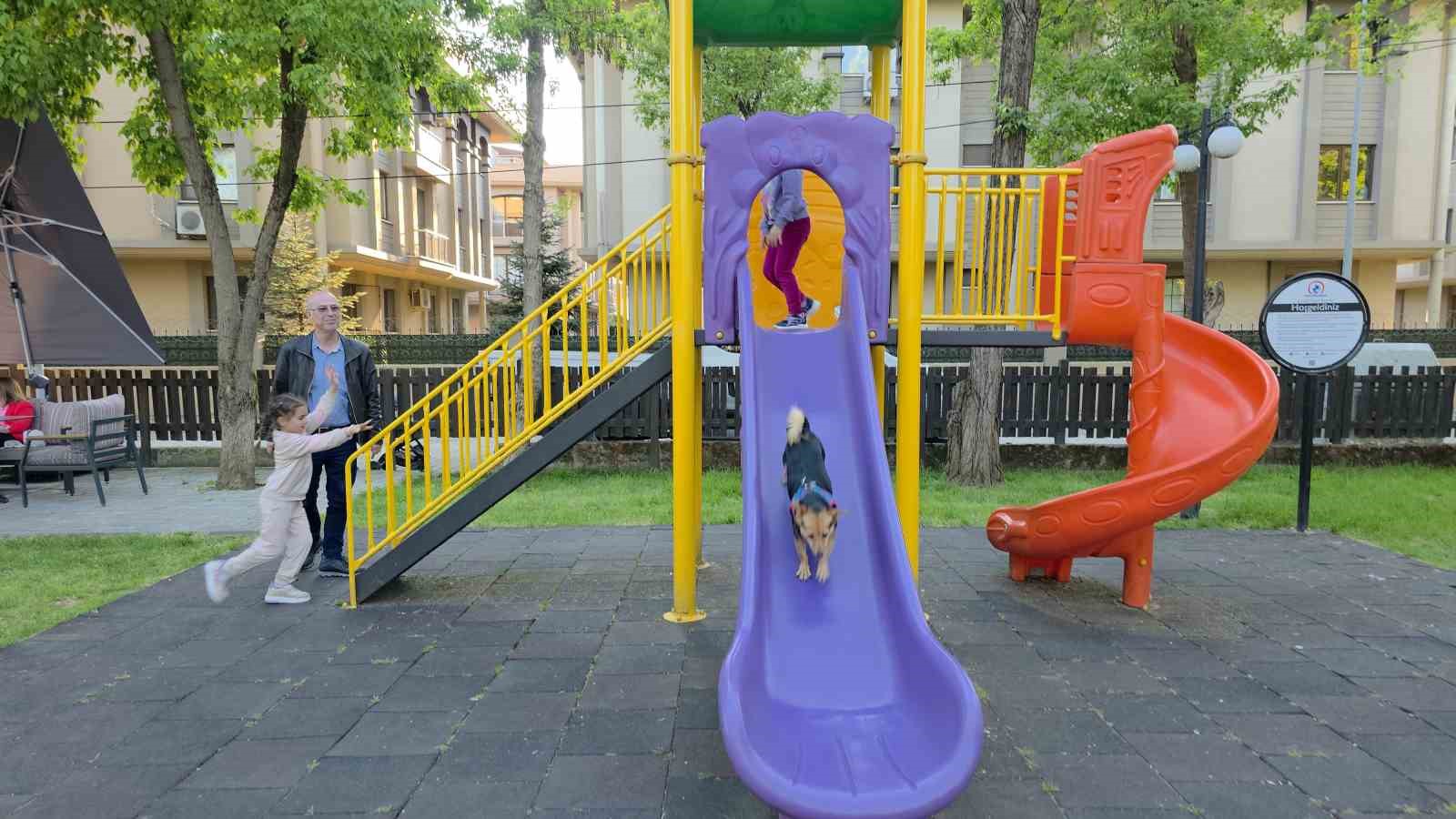 Ceku’nun park keyfi: Kaydıraktan kayıyor, çocuklarla oynuyor
