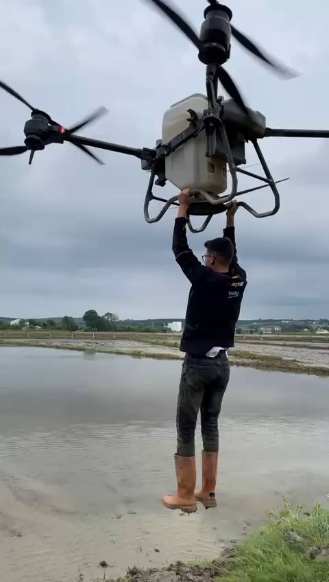 Çeltik tarlasında tehlikeli yolculuk: Drona asılıp uçtu
