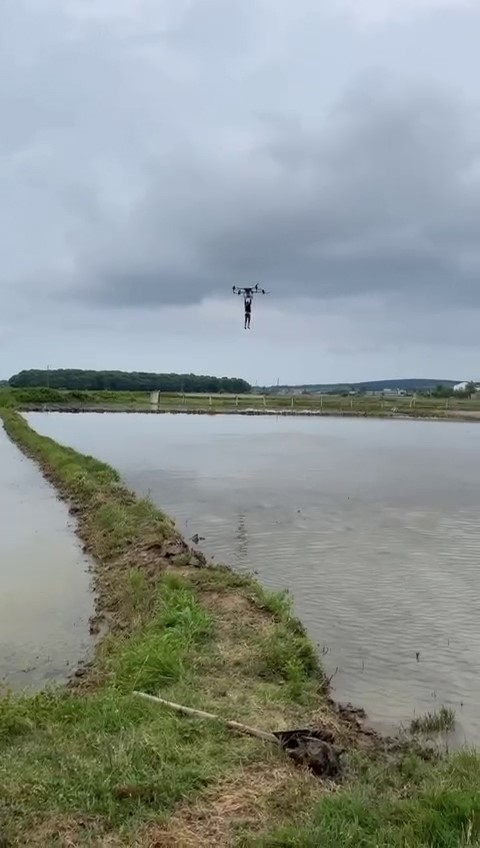 Çeltik tarlasında tehlikeli yolculuk: Drona asılıp uçtu
