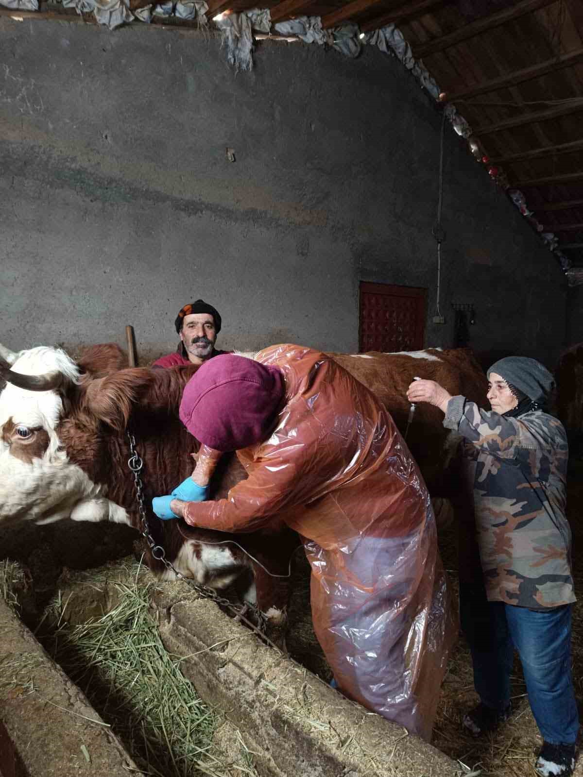 Çemişgezek’te karla kaplı yol açıldı, ekipler hasta inek için seferber oldu
