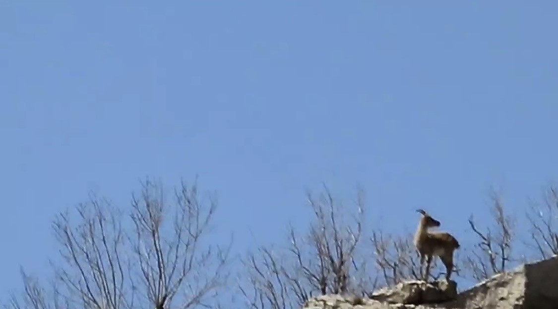 Çermik dağları ’dağ keçilerine’ emanet
