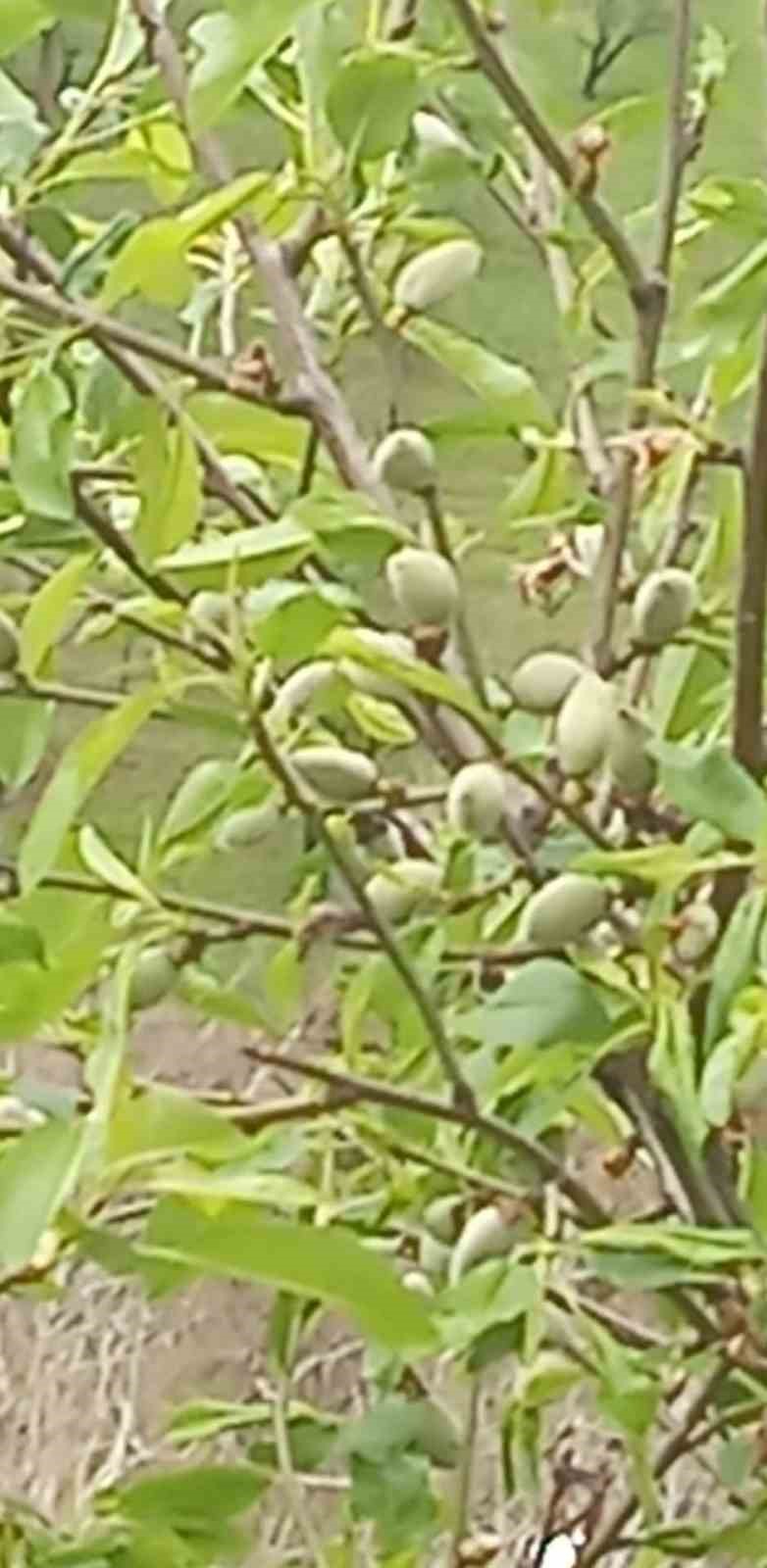 Çermik’te yılın ilk çağla hasadı başladı
