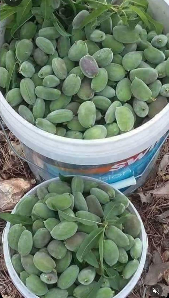 Çermik’te yılın ilk çağla hasadı başladı
