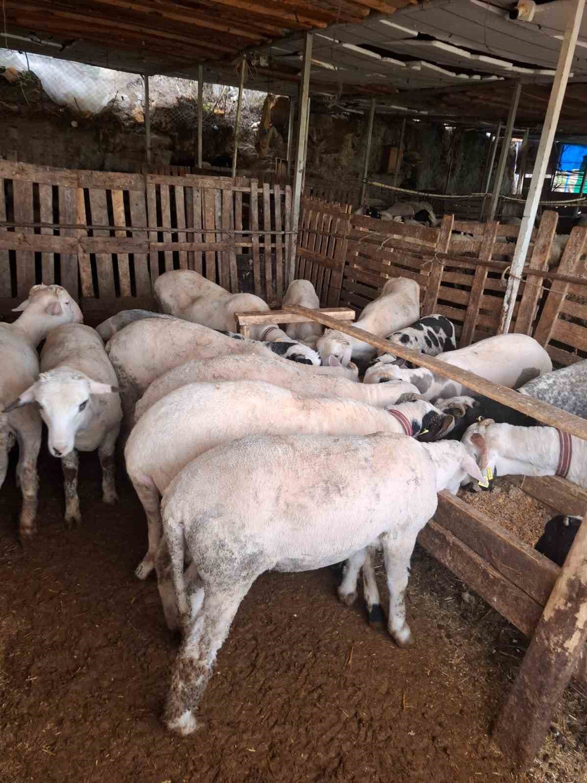 Çeşme sakızı ile Fransız koçunu birleştirdi, verimi katladı
