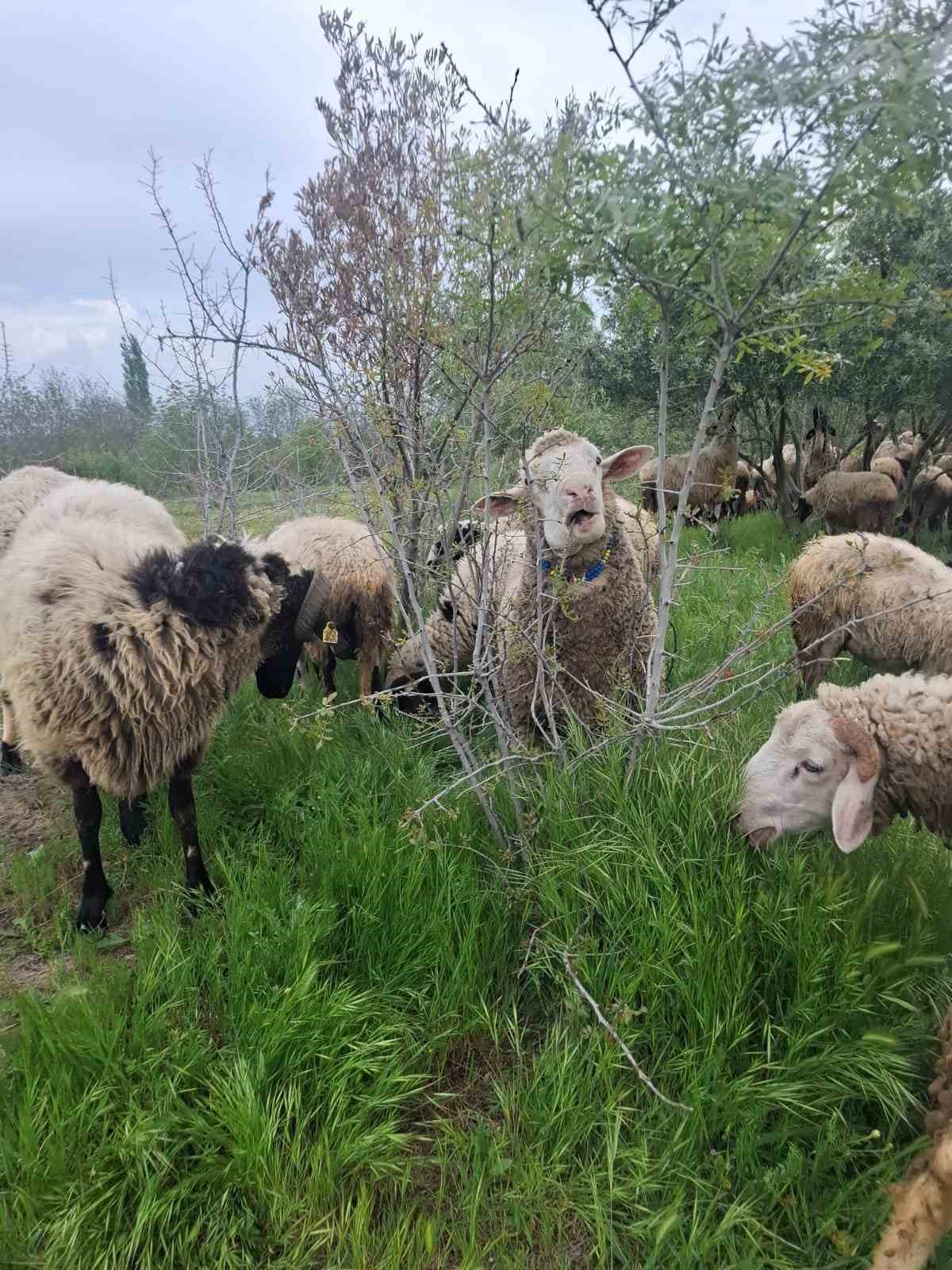 Çeşme sakızı ile Fransız koçunu birleştirdi, verimi katladı
