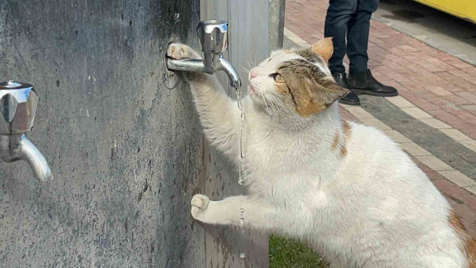 Çeşmeye patisini dayayan kedi, vatandaşların musluğu açmasıyla kana kana su içti
