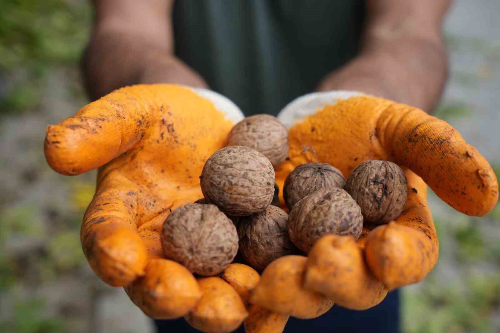 Ceviz üreticilerine antraknoz uyarısı
