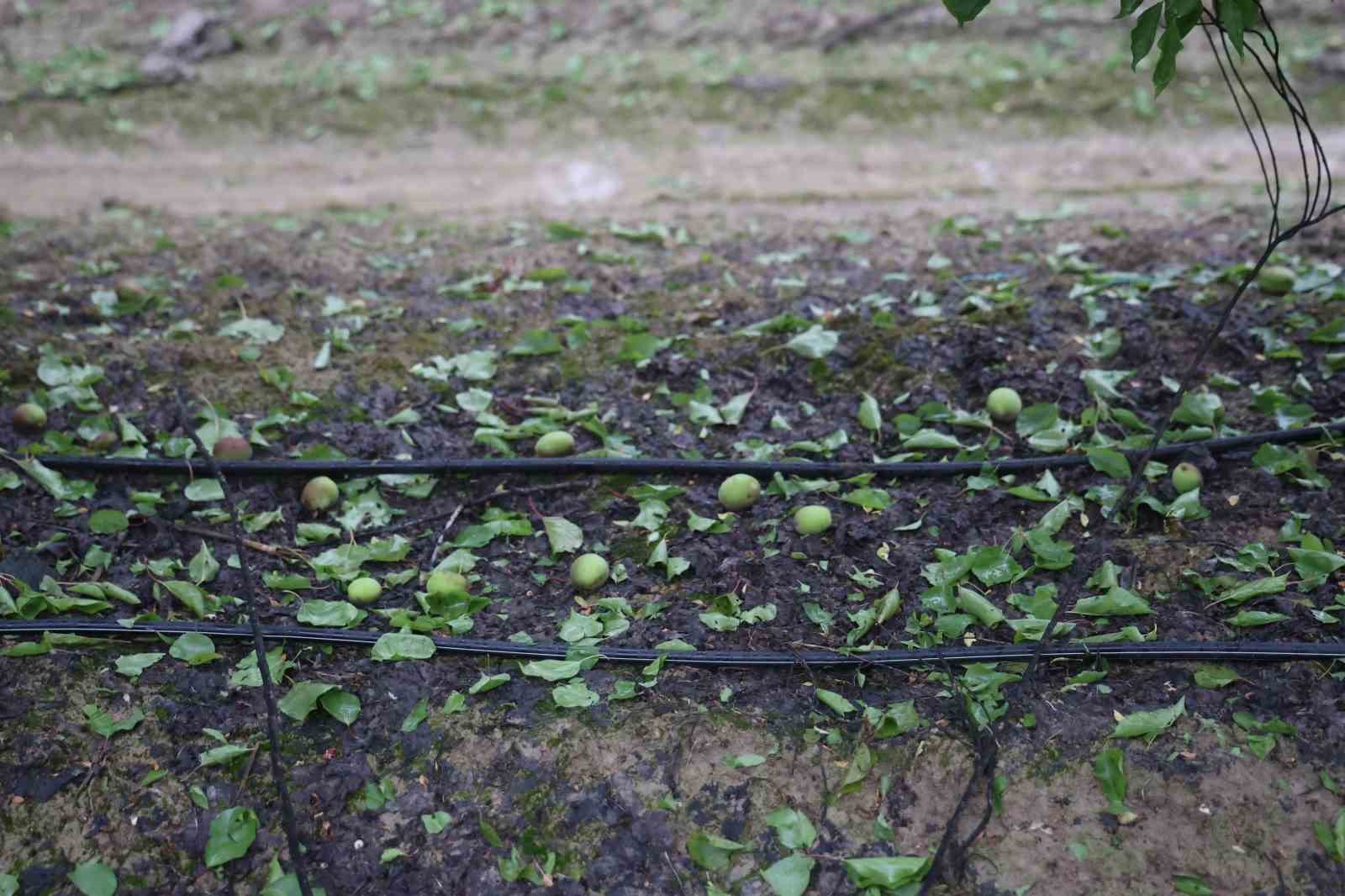 Çevreyi beyaza bürüyen fındık büyüklüğündeki dolu tarım arazilerini vurdu
