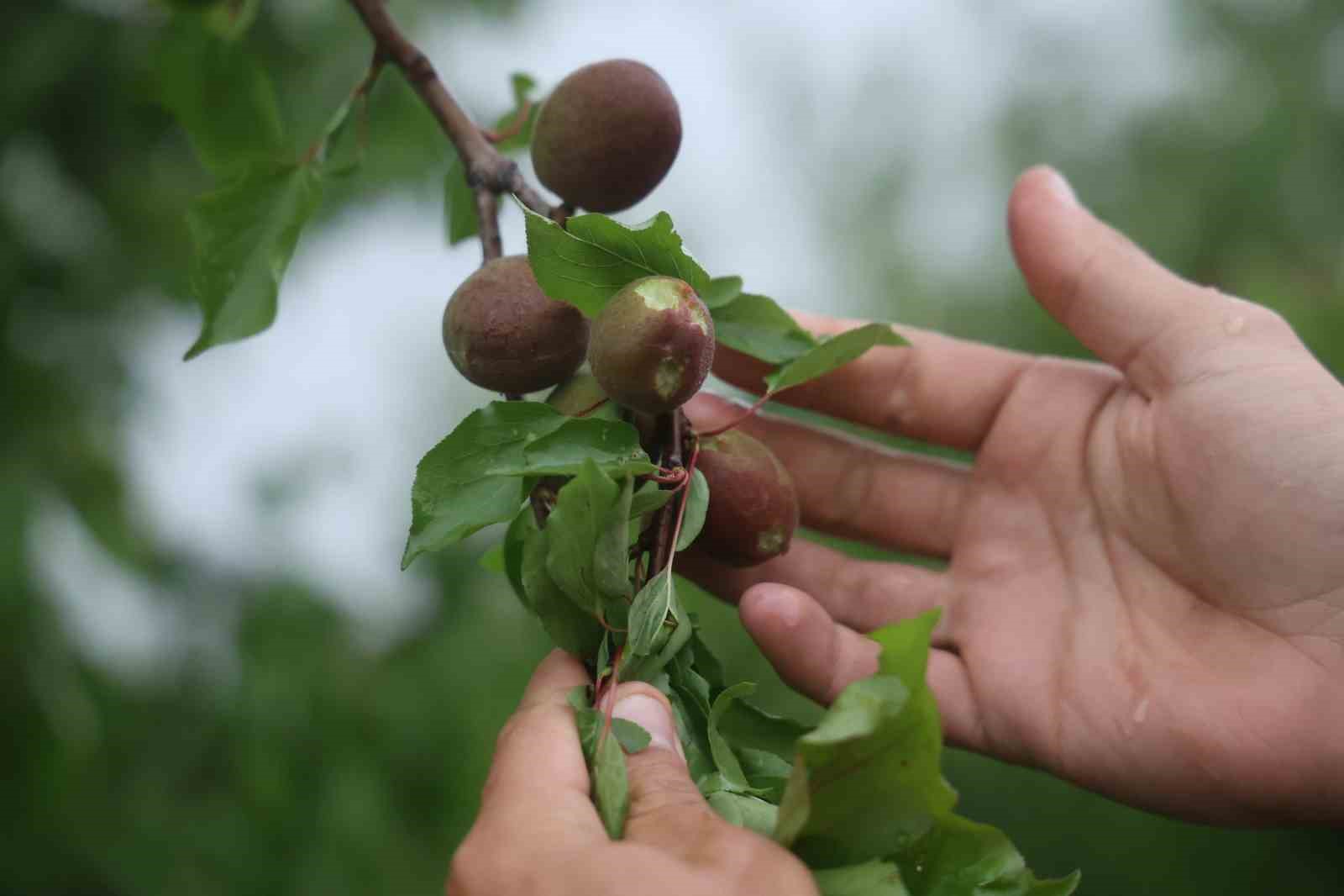 Çevreyi beyaza bürüyen fındık büyüklüğündeki dolu tarım arazilerini vurdu
