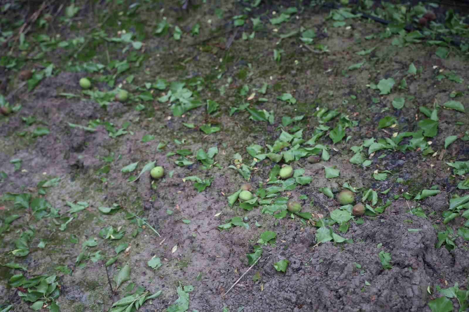 Çevreyi beyaza bürüyen fındık büyüklüğündeki dolu tarım arazilerini vurdu

