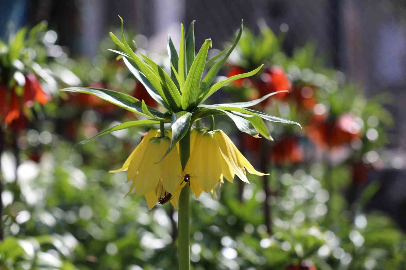 Cezayı duyan bir adım geri çekiliyor: Şırnak’ta ters laleler görsel şölen sundu
