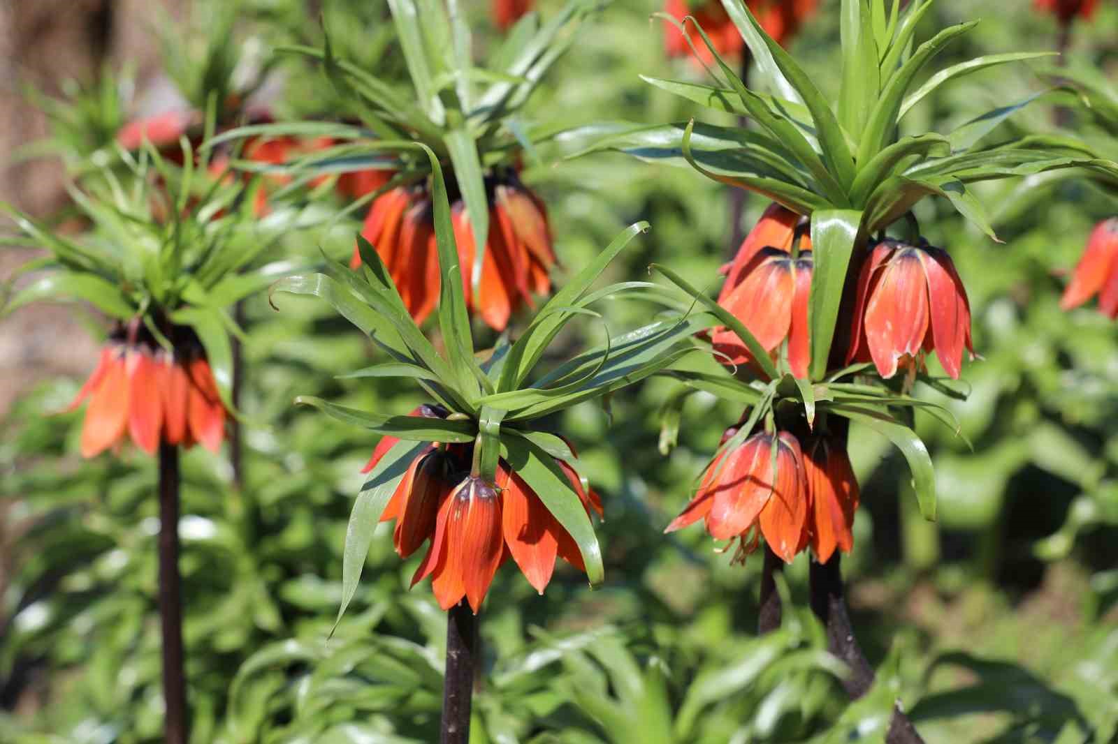 Cezayı duyan bir adım geri çekiliyor: Şırnak’ta ters laleler görsel şölen sundu
