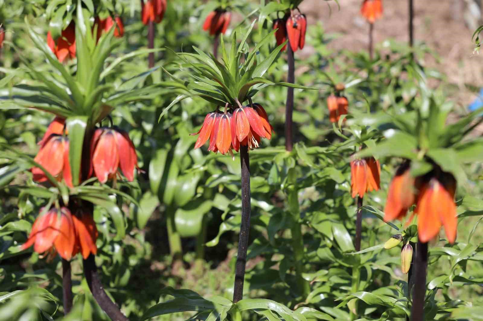 Cezayı duyan bir adım geri çekiliyor: Şırnak’ta ters laleler görsel şölen sundu
