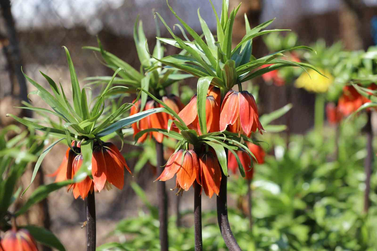 Cezayı duyan bir adım geri çekiliyor: Şırnak’ta ters laleler görsel şölen sundu

