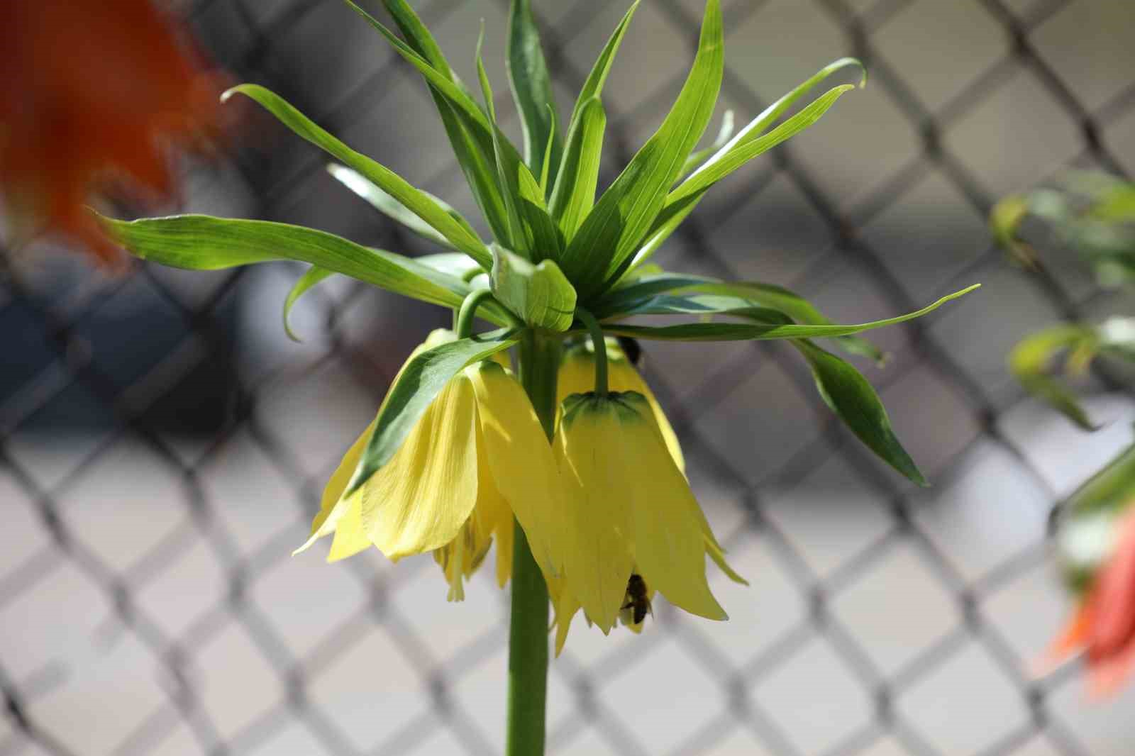 Cezayı duyan bir adım geri çekiliyor: Şırnak’ta ters laleler görsel şölen sundu
