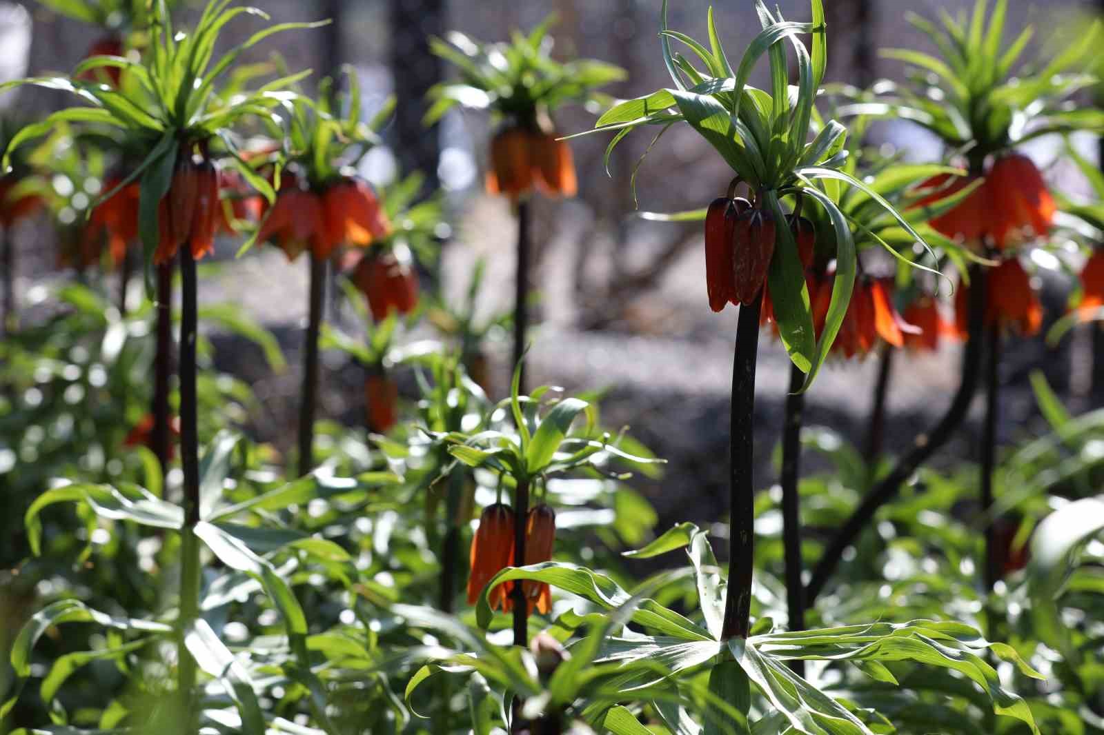Cezayı duyan bir adım geri çekiliyor: Şırnak’ta ters laleler görsel şölen sundu
