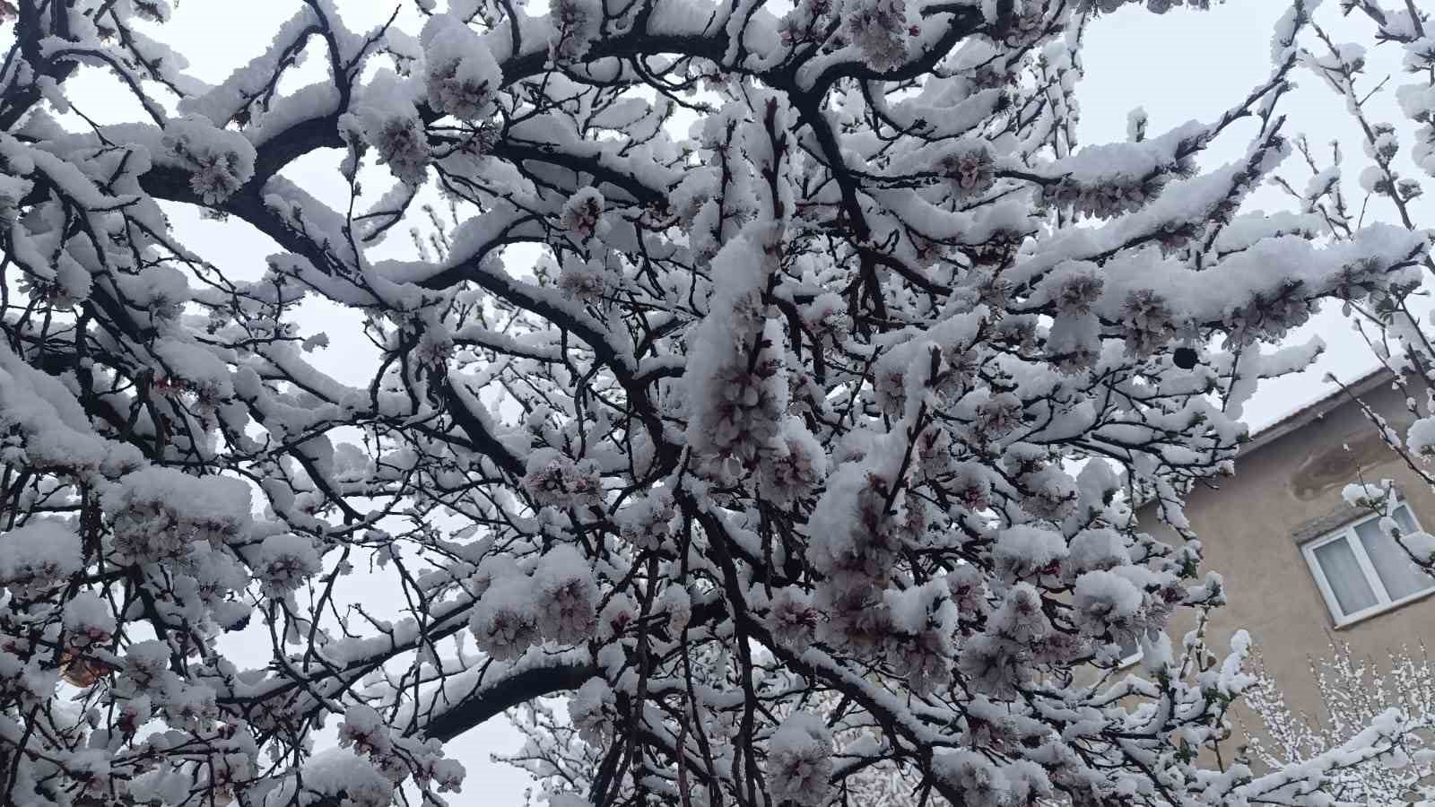 Çiçek açan ağaçlar yağan karla beyaza büründü
