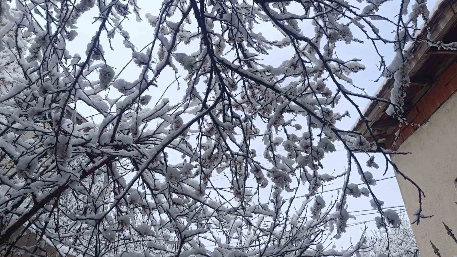 Çiçek açan ağaçlar yağan karla beyaza büründü
