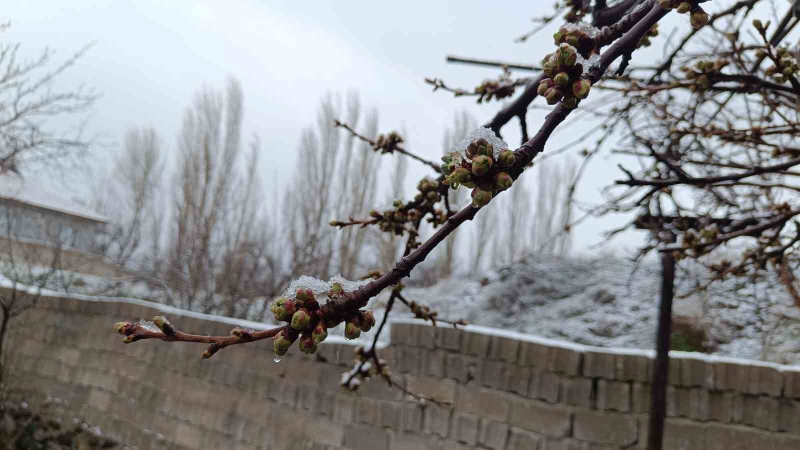 Çiçek açan ağaçlar yağan karla beyaza büründü
