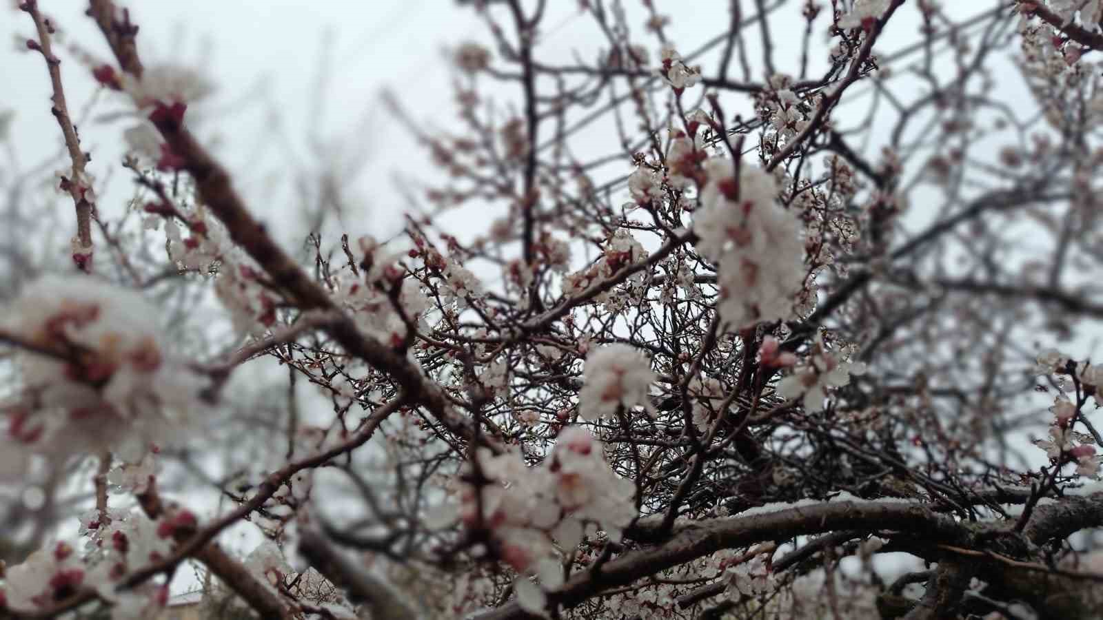 Çiçek açan ağaçlar yağan karla beyaza büründü
