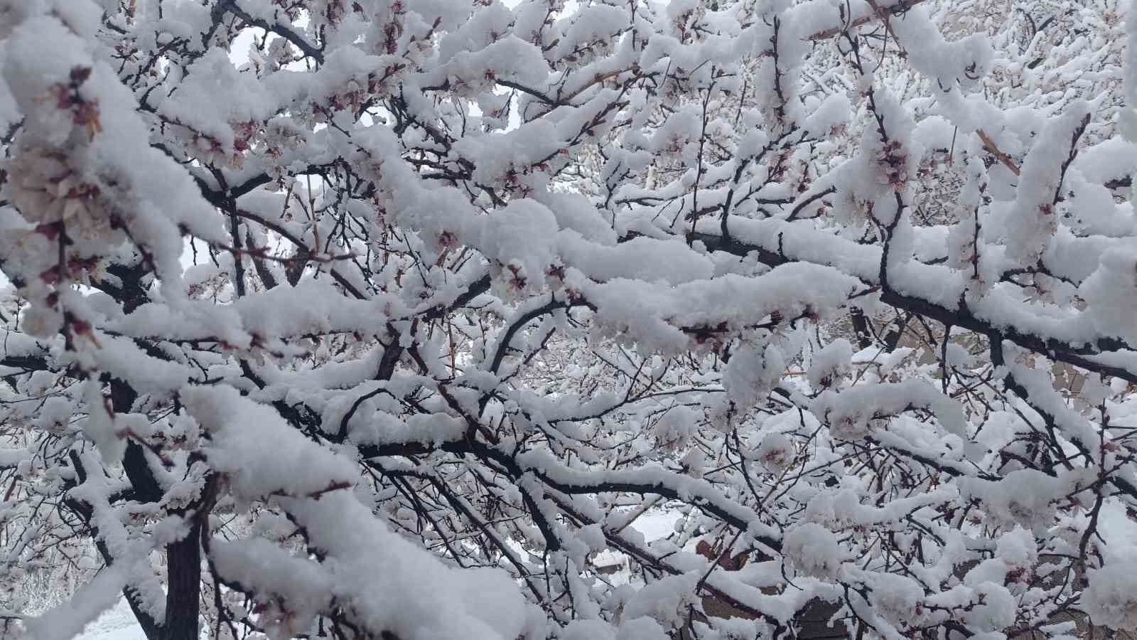 Çiçek açan ağaçlar yağan karla beyaza büründü
