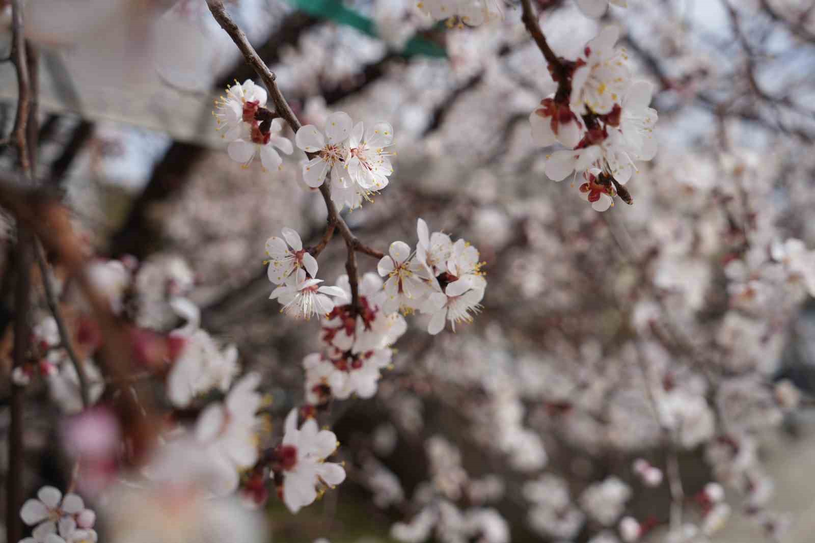 Çiçek açan ağaçların görselliği mest etti
