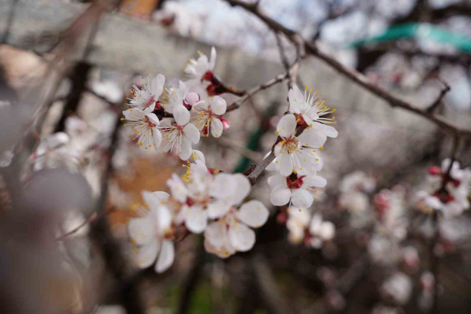 Çiçek açan ağaçların görselliği mest etti
