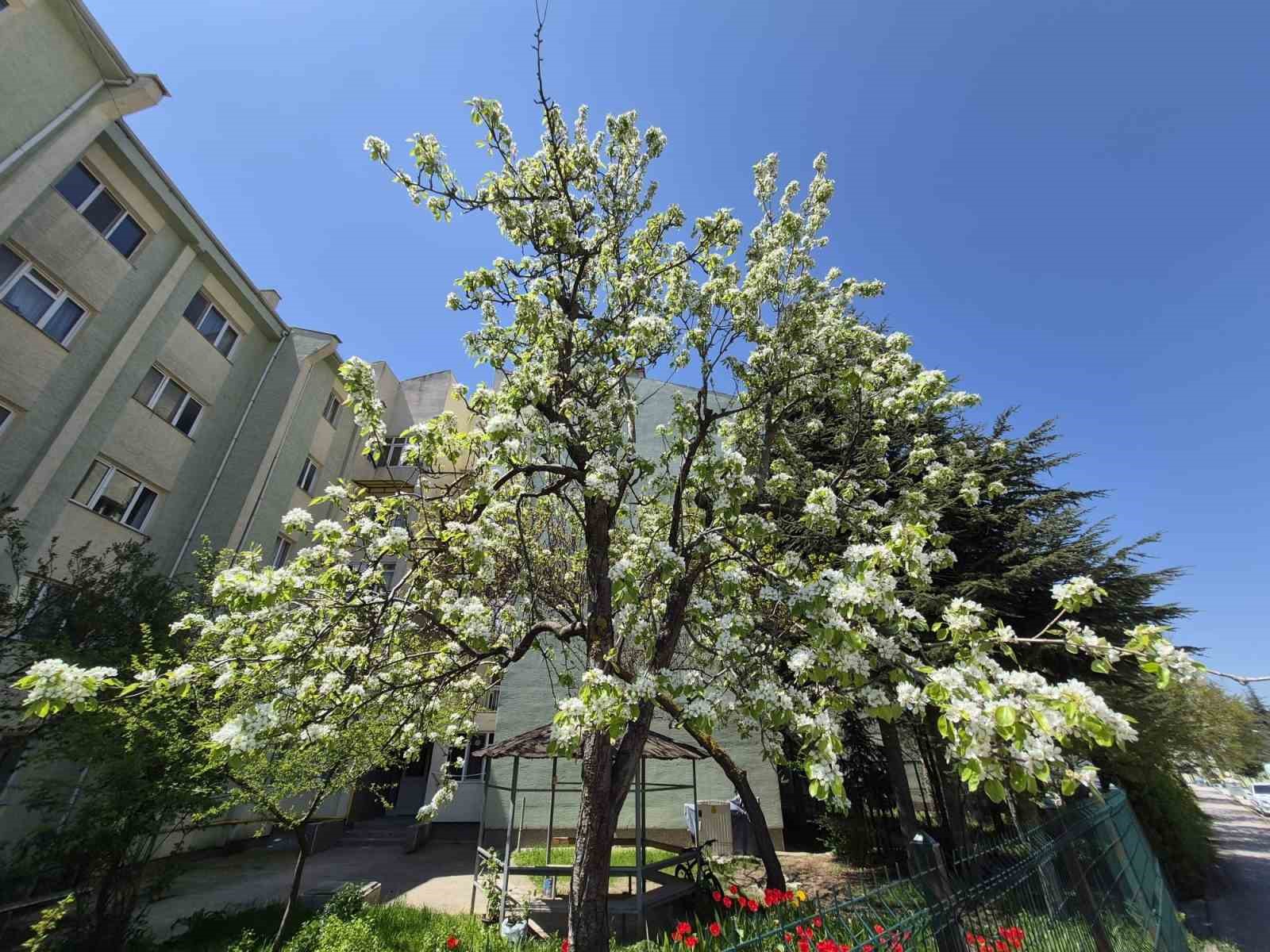 Çiçek açan armut ağacının güzelliği
