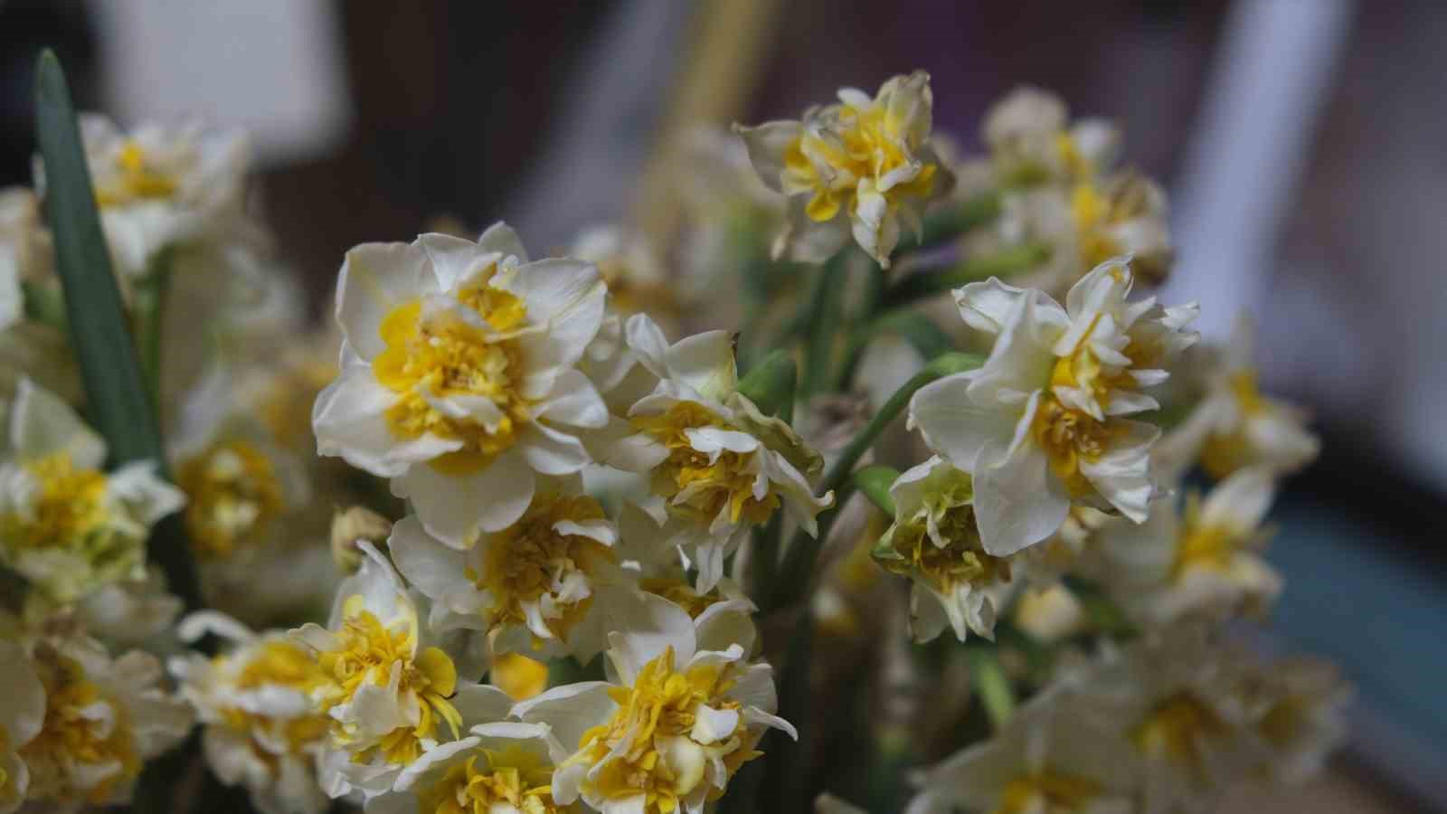 ’Çiçeklerin annesi’ nergis büyük ilgi görüyor
