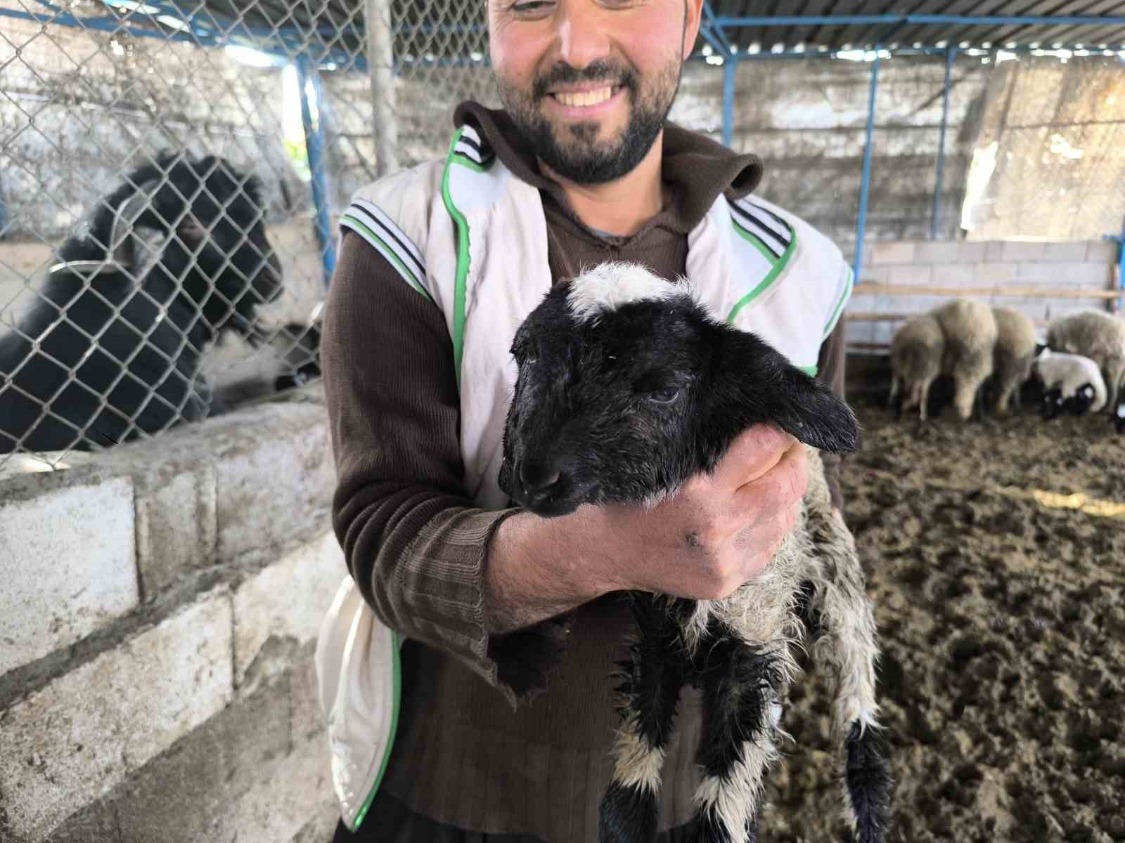 Çift başı ve 4 gözü ile doğan kuzu yaşama tutundu
