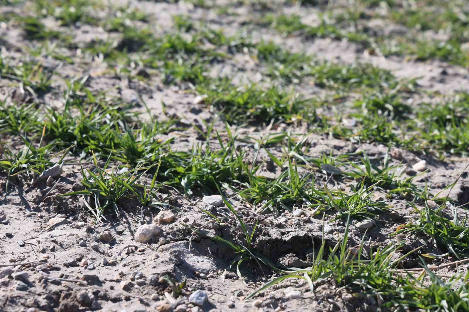 Çiftçilere hububata hastalık gelmeden erken müdahale uyarısı
