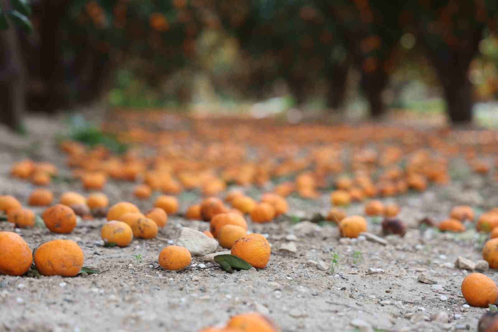 Çiftçinin dalından bedavaya vermeye razı olduğu mandalina bahçelerinde toprak turuncuya döndü
