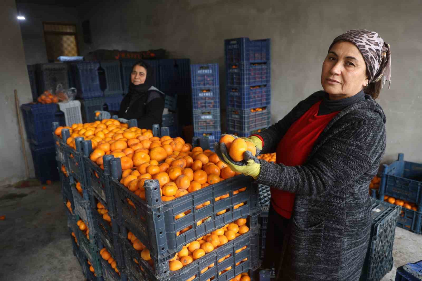 Çiftçinin dalından bedavaya vermeye razı olduğu mandalina bahçelerinde toprak turuncuya döndü

