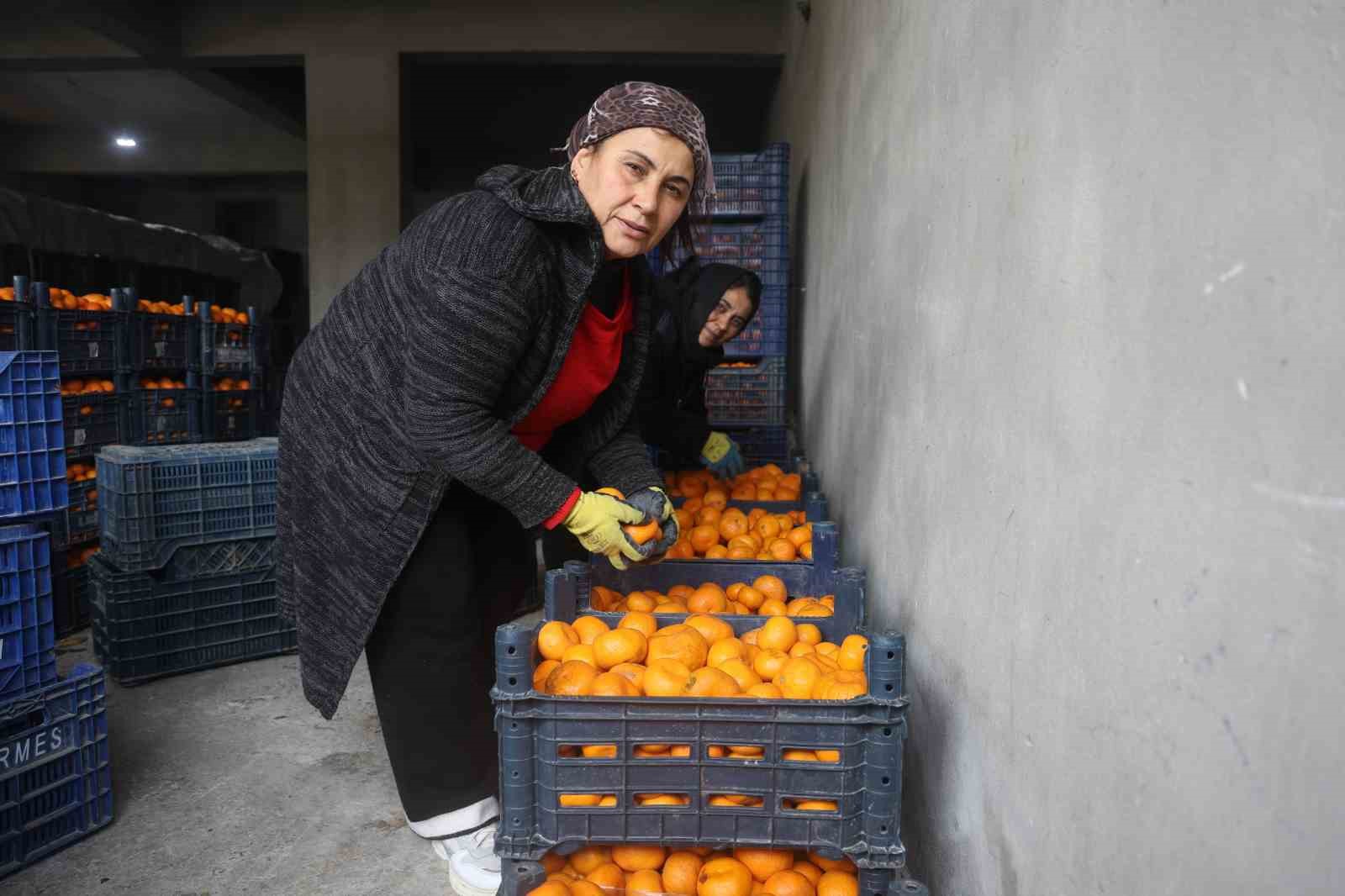 Çiftçinin dalından bedavaya vermeye razı olduğu mandalina bahçelerinde toprak turuncuya döndü
