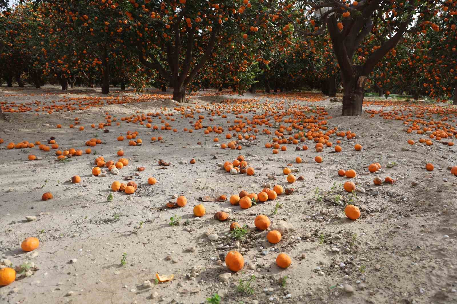 Çiftçinin dalından bedavaya vermeye razı olduğu mandalina bahçelerinde toprak turuncuya döndü
