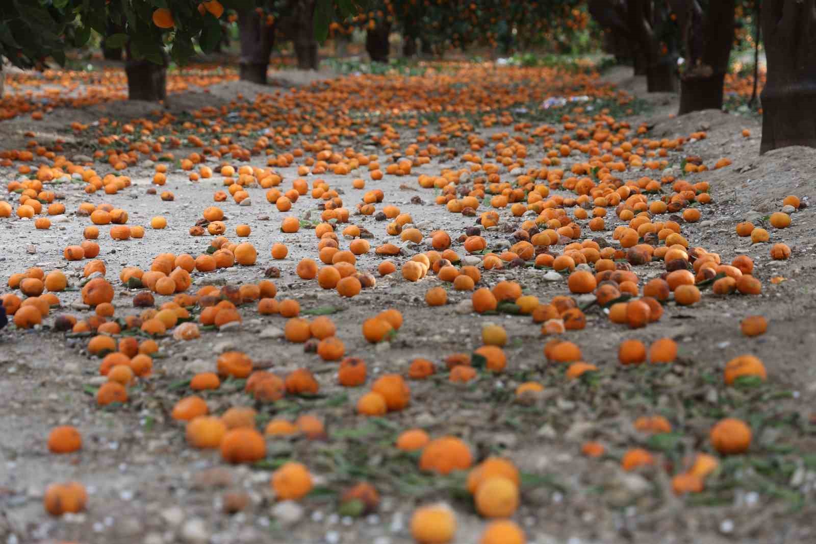 Çiftçinin dalından bedavaya vermeye razı olduğu mandalina bahçelerinde toprak turuncuya döndü
