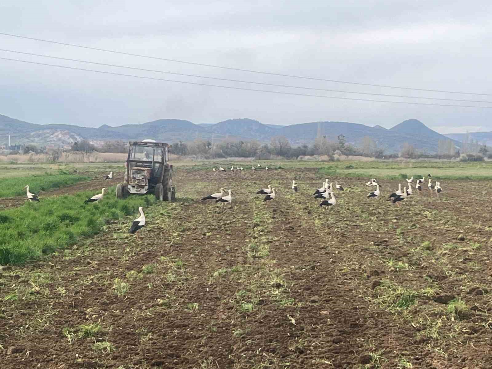 Çiftçinin doğal mesai arkadaşları iş başında
