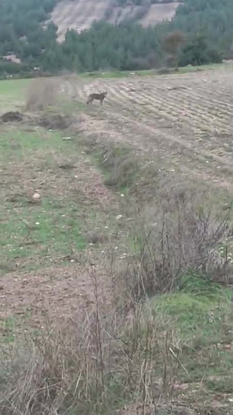 Çiftçinin kurtla ilginç diyaloğu kamerada
