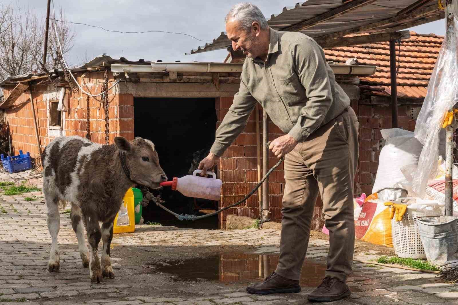 Çiftçiye buzağı kiti ve dezenfektan desteği
