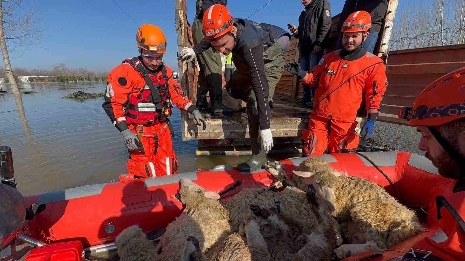 Çiftliklerde mahsur kalan hayvanlar botla kurtarılıyor
