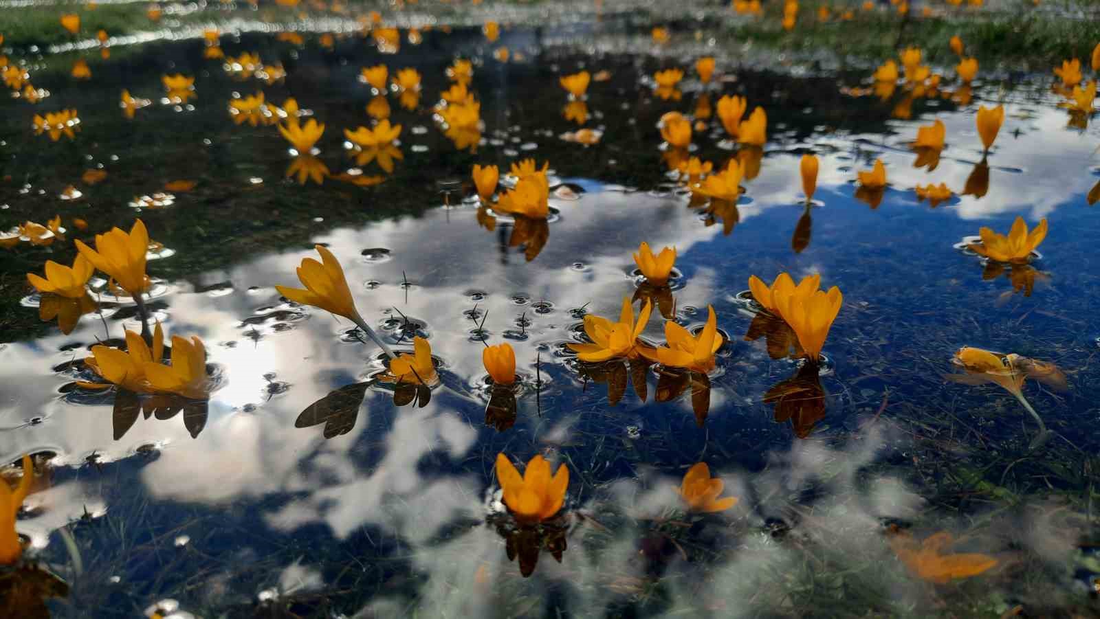 Çiğdemlerin açtığı Bartlı Yaylası’nda görsel şölen
