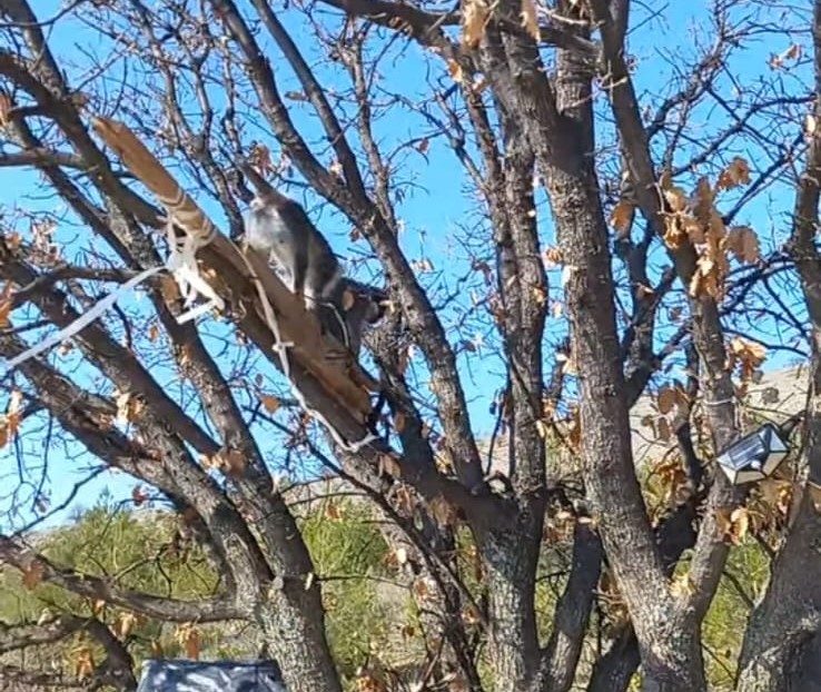Çivril’de görülen maymun koruma altına alındı

