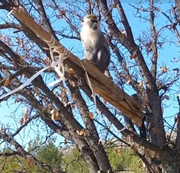 Çivril’de görülen maymun koruma altına alındı
