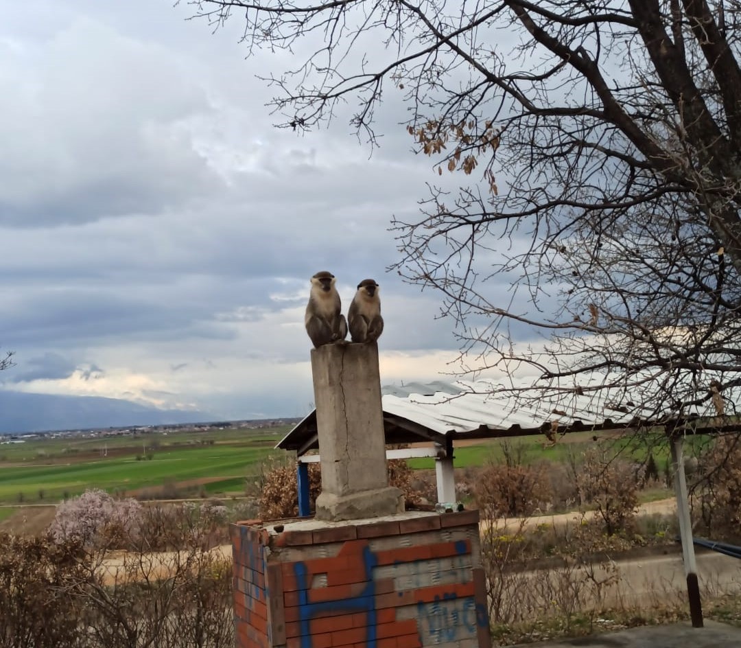 Çivril’de görülen maymun koruma altına alındı
